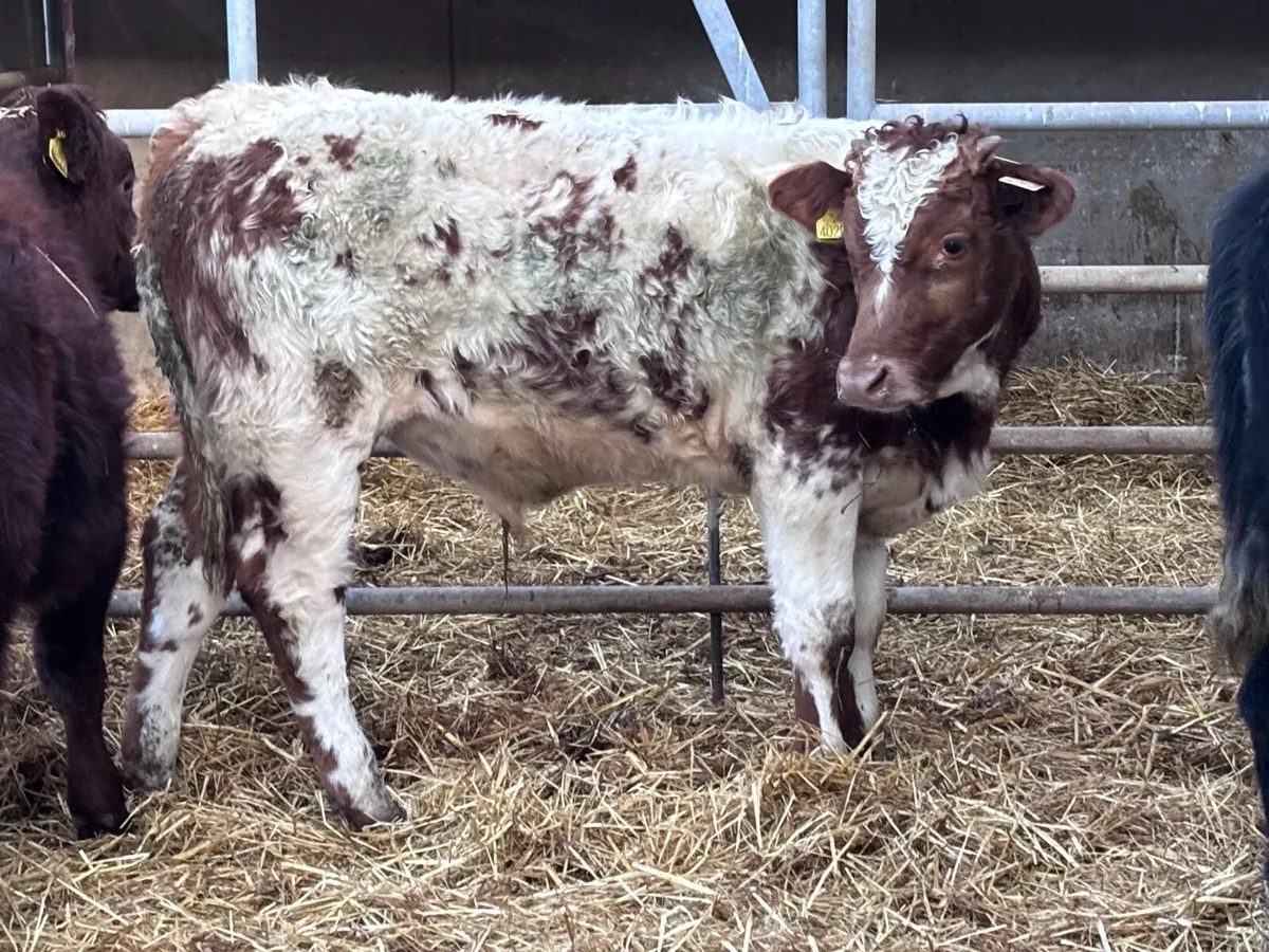 3 smashing suckler bred shorthorn bull Weanlings f - Image 1