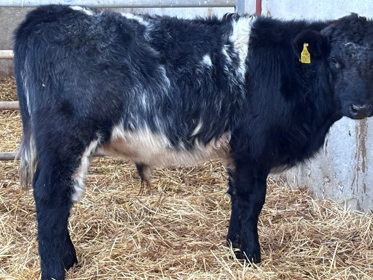 3 smashing suckler bred shorthorn bull Weanlings f - Image 3