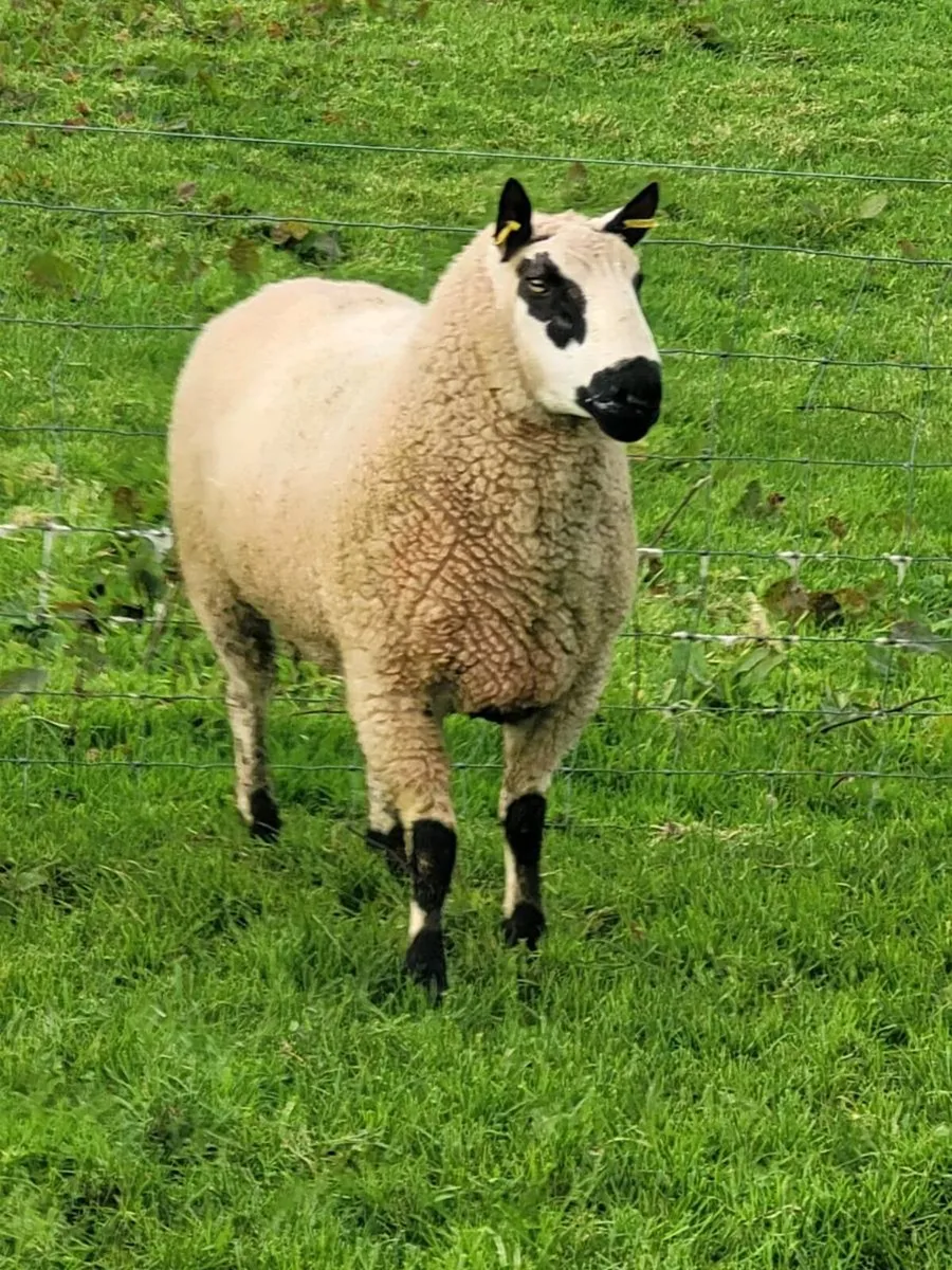 Kerry Hill ram - Image 1