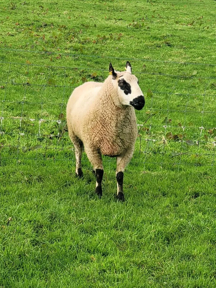 Kerry Hill ram - Image 2