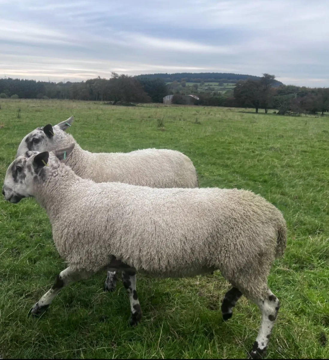 Blue Shearling Rams - Image 2