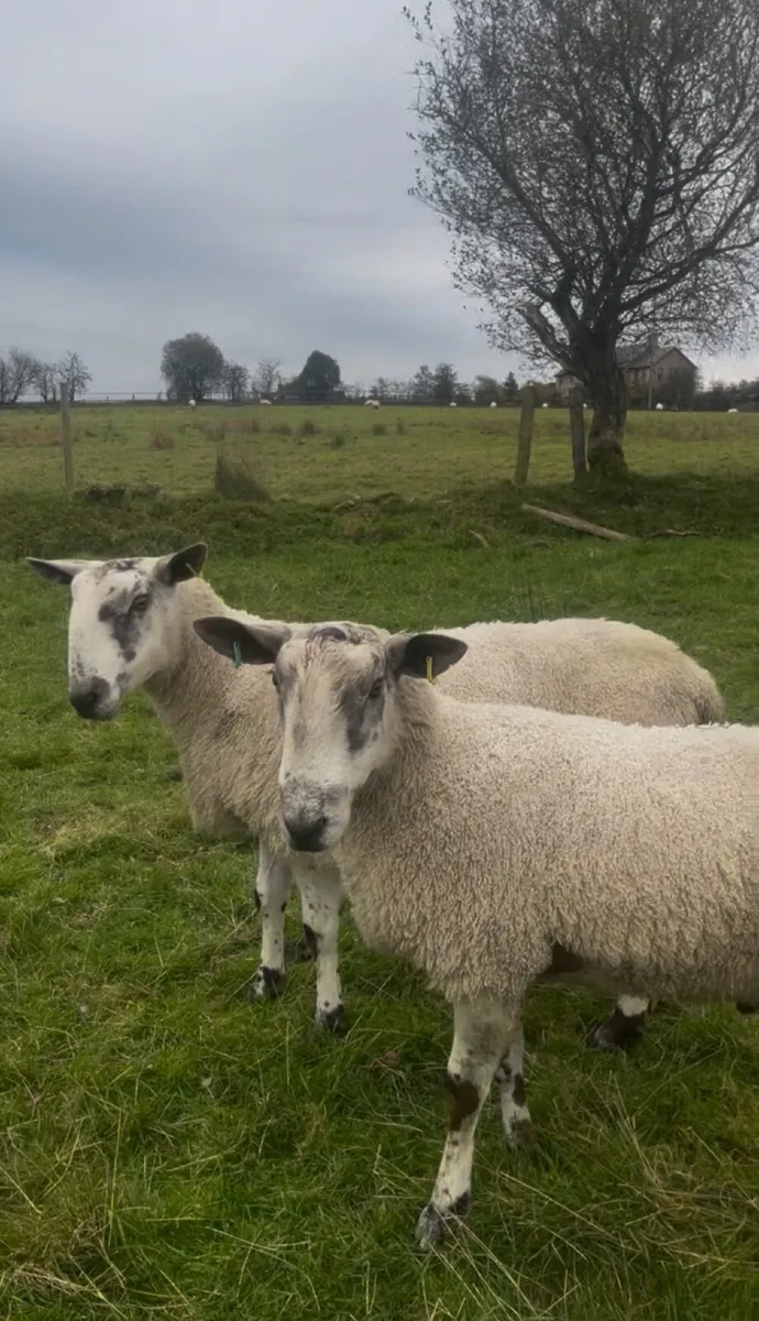 Blue Shearling Rams - Image 3