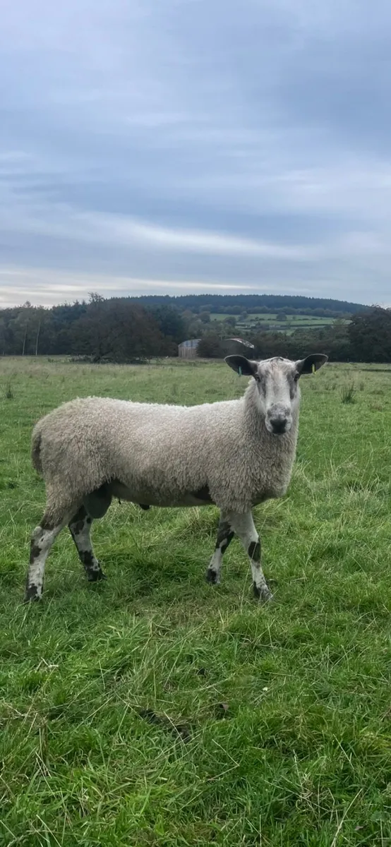 Blue Shearling Rams - Image 1