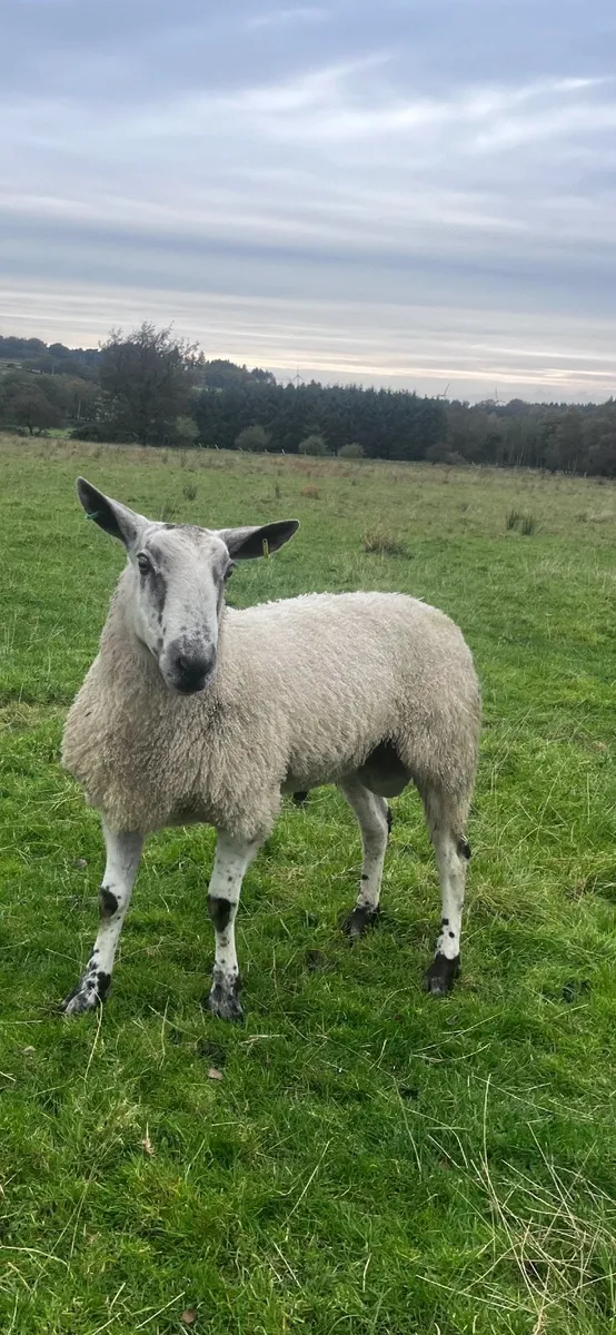 Blue Shearling Rams - Image 4