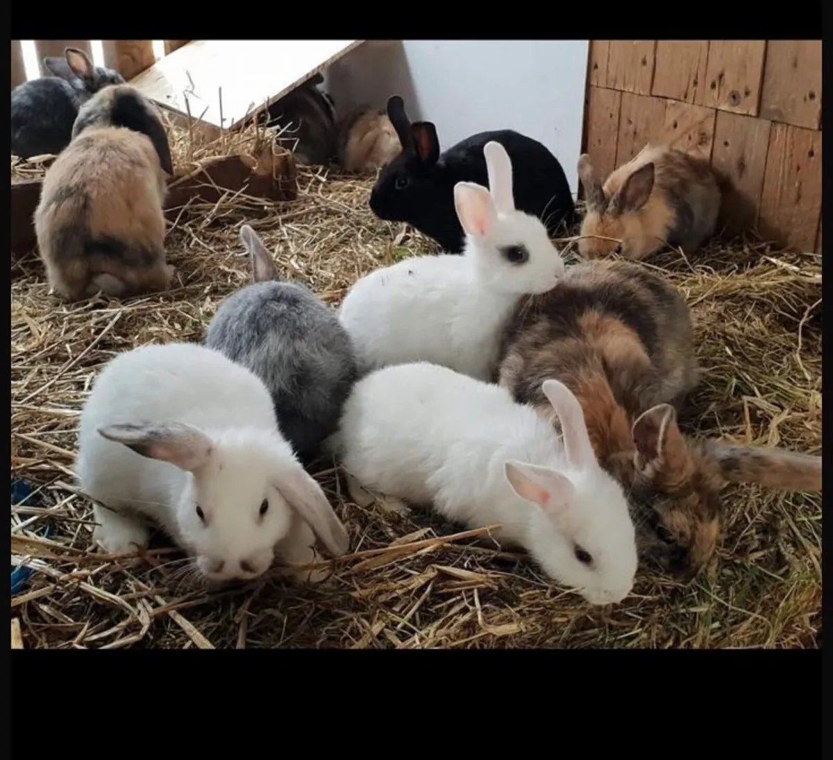 Rabbits - Image 1