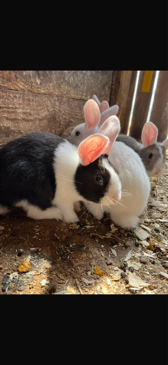 Rabbits - Image 2