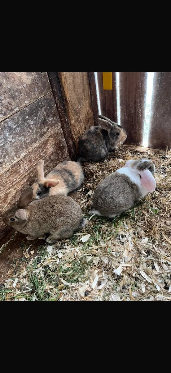 Rabbits - Image 3