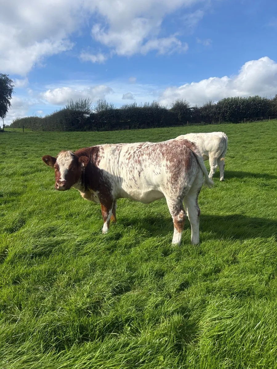 *Ballinakill Mart Tomorrow October 31st * - Image 1