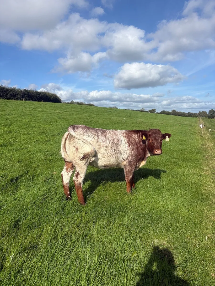 *Ballinakill Mart Tomorrow October 31st * - Image 3