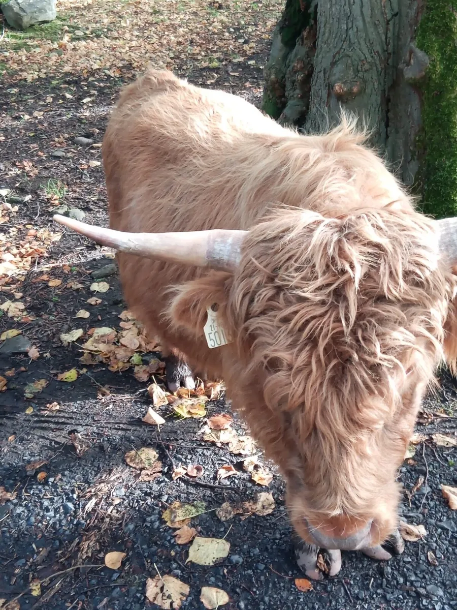 5 Miniature Highland cows with calves at foot - Image 1