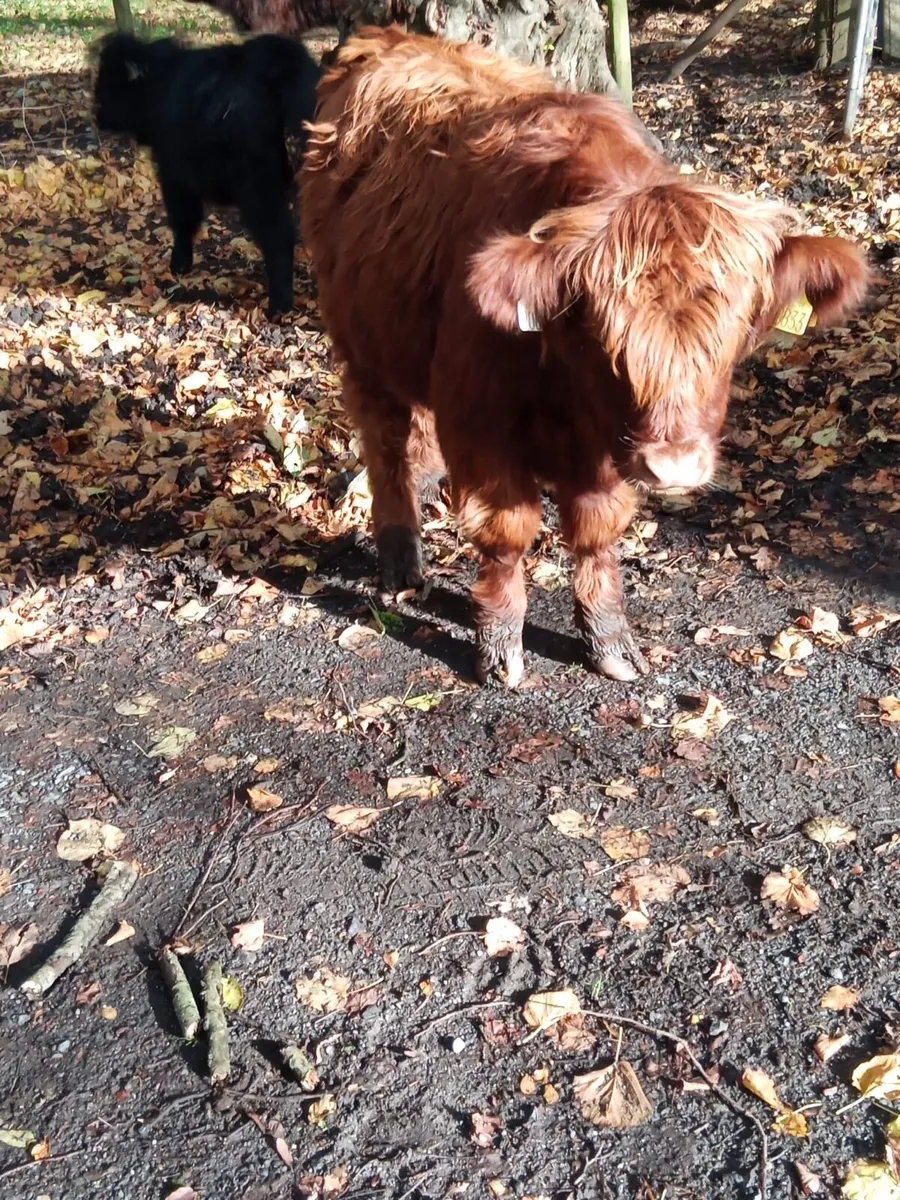5 Miniature Highland cows with calves at foot - Image 2