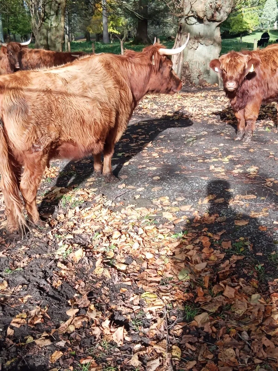 5 Miniature Highland cows with calves at foot - Image 3