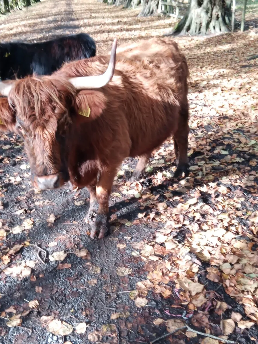5 Miniature Highland cows with calves at foot - Image 4
