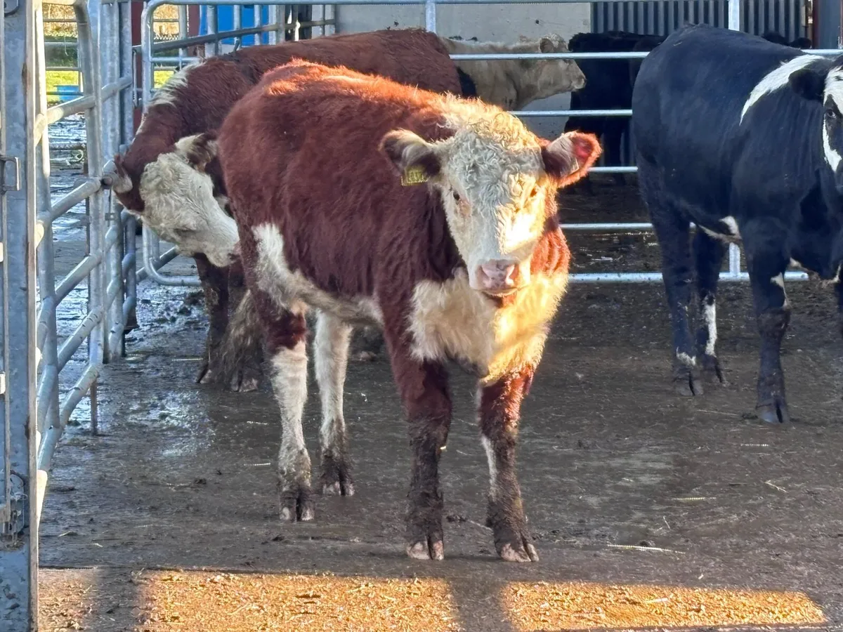 3 top quality bulling heifers for sale - Image 2