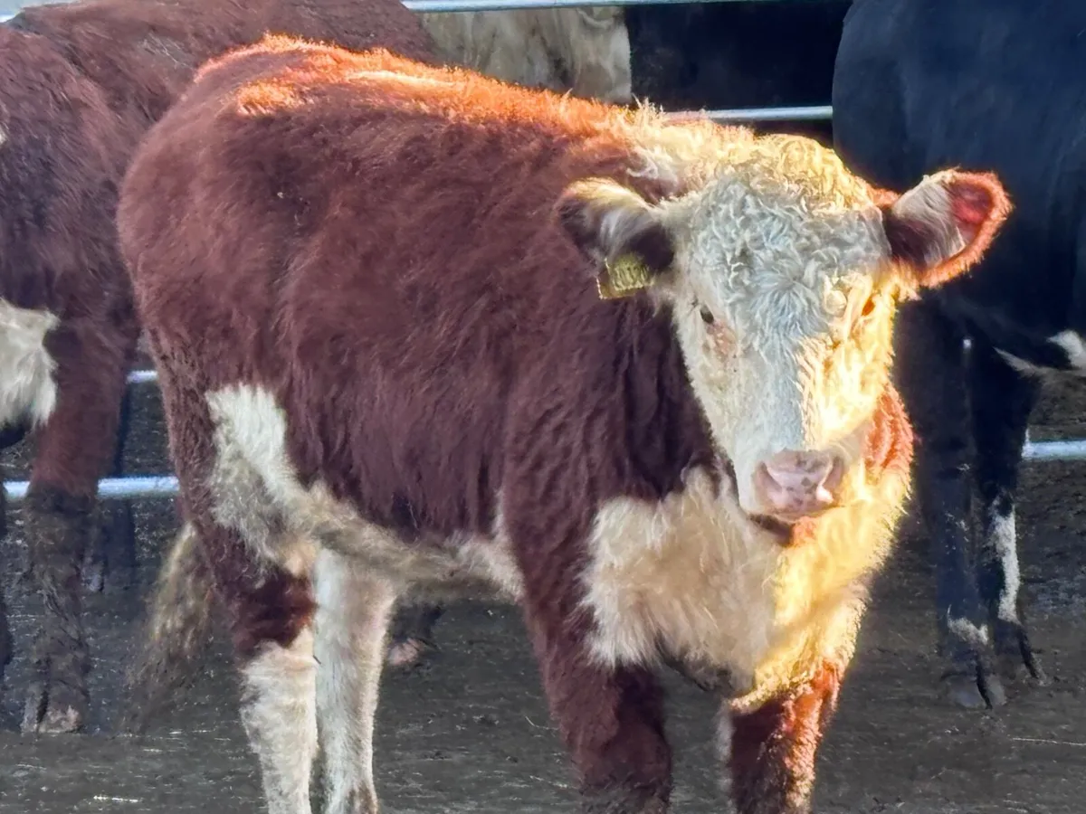 3 top quality bulling heifers for sale - Image 1