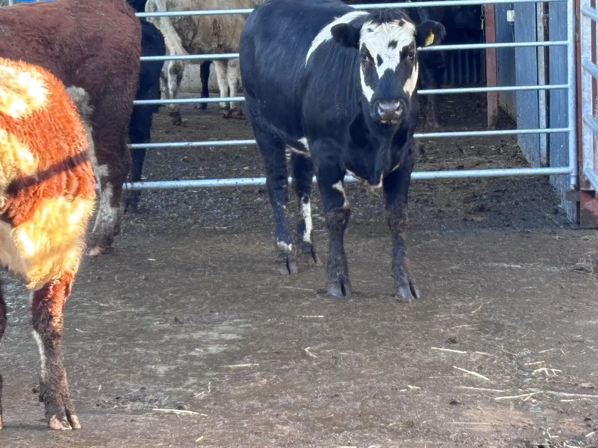 3 top quality bulling heifers for sale - Image 3