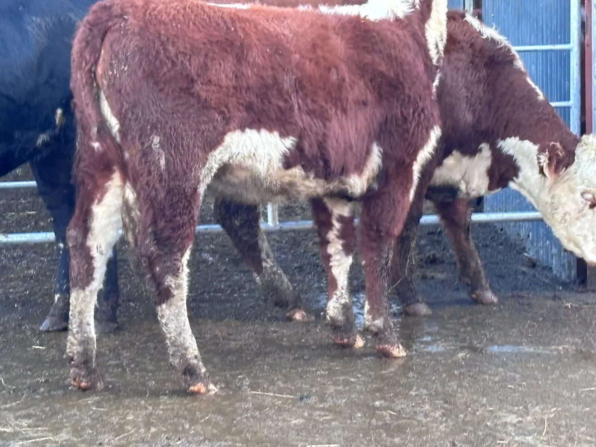 3 top quality bulling heifers for sale - Image 4