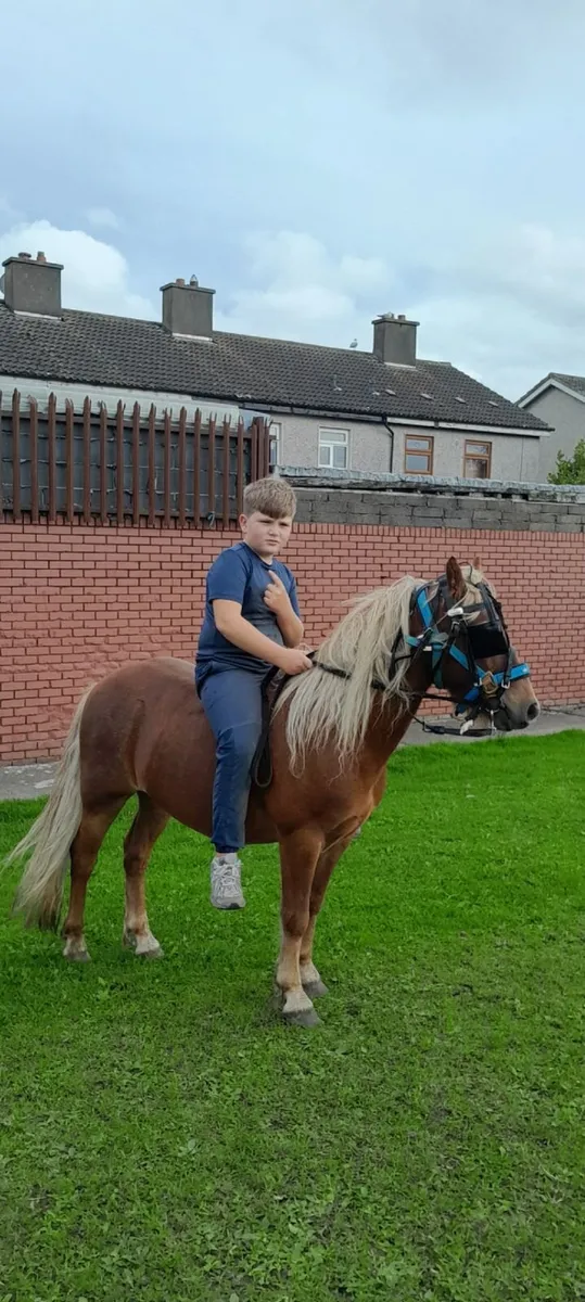 Kids Riding Pony For Sale - Image 1