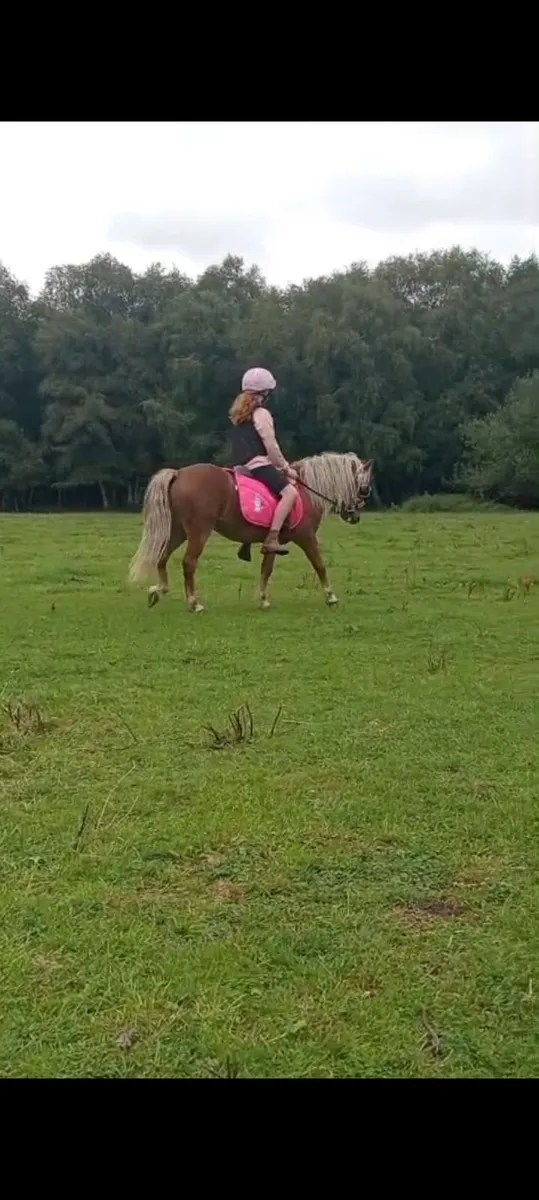 Kids Riding Pony For Sale - Image 2