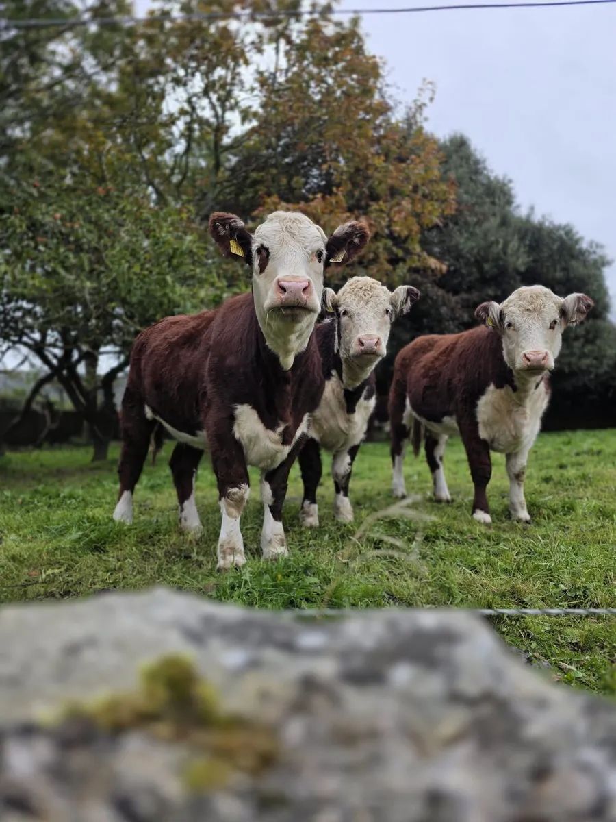Pedigree Hereford Heifers - Image 1