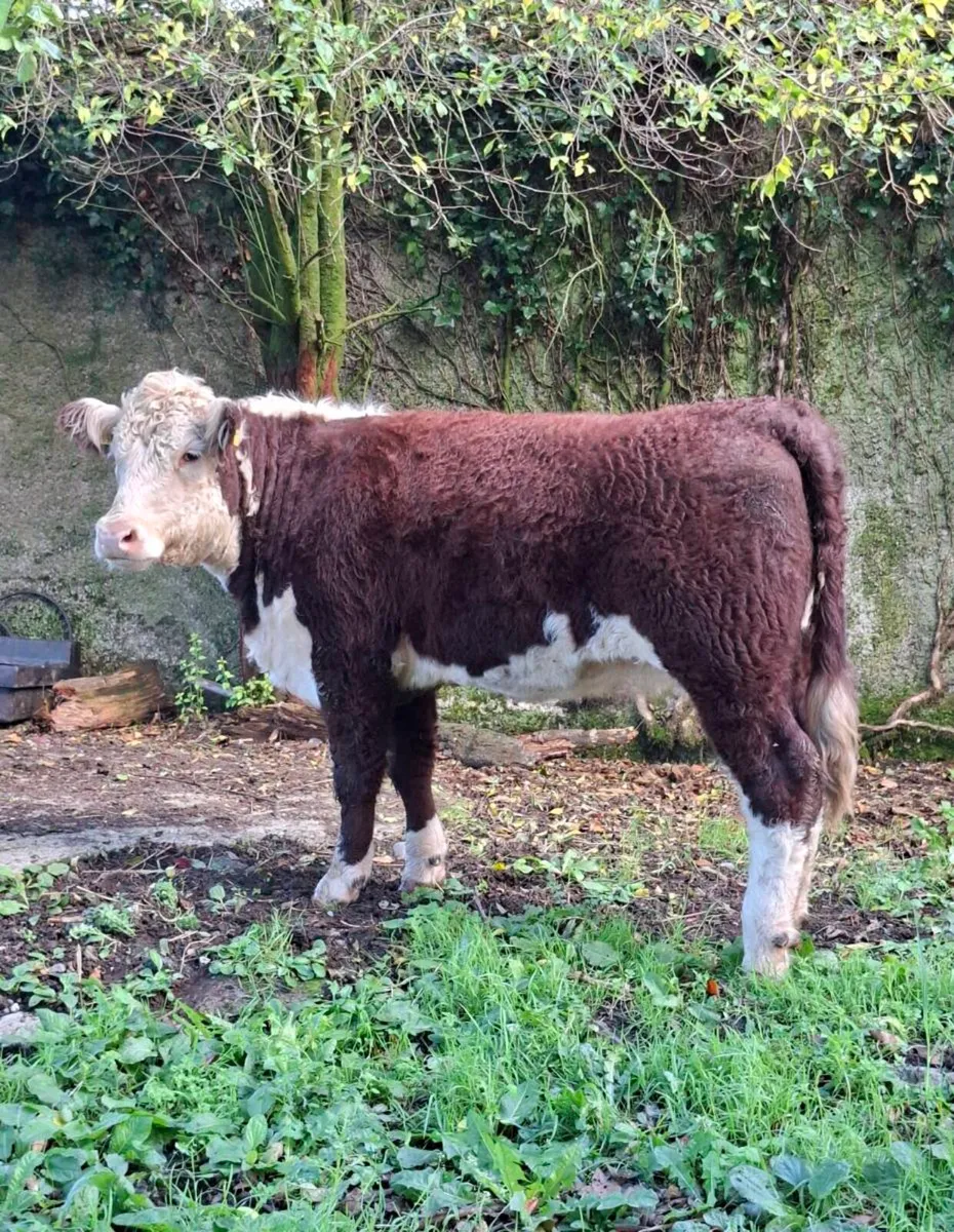 Pedigree Hereford Heifers - Image 2