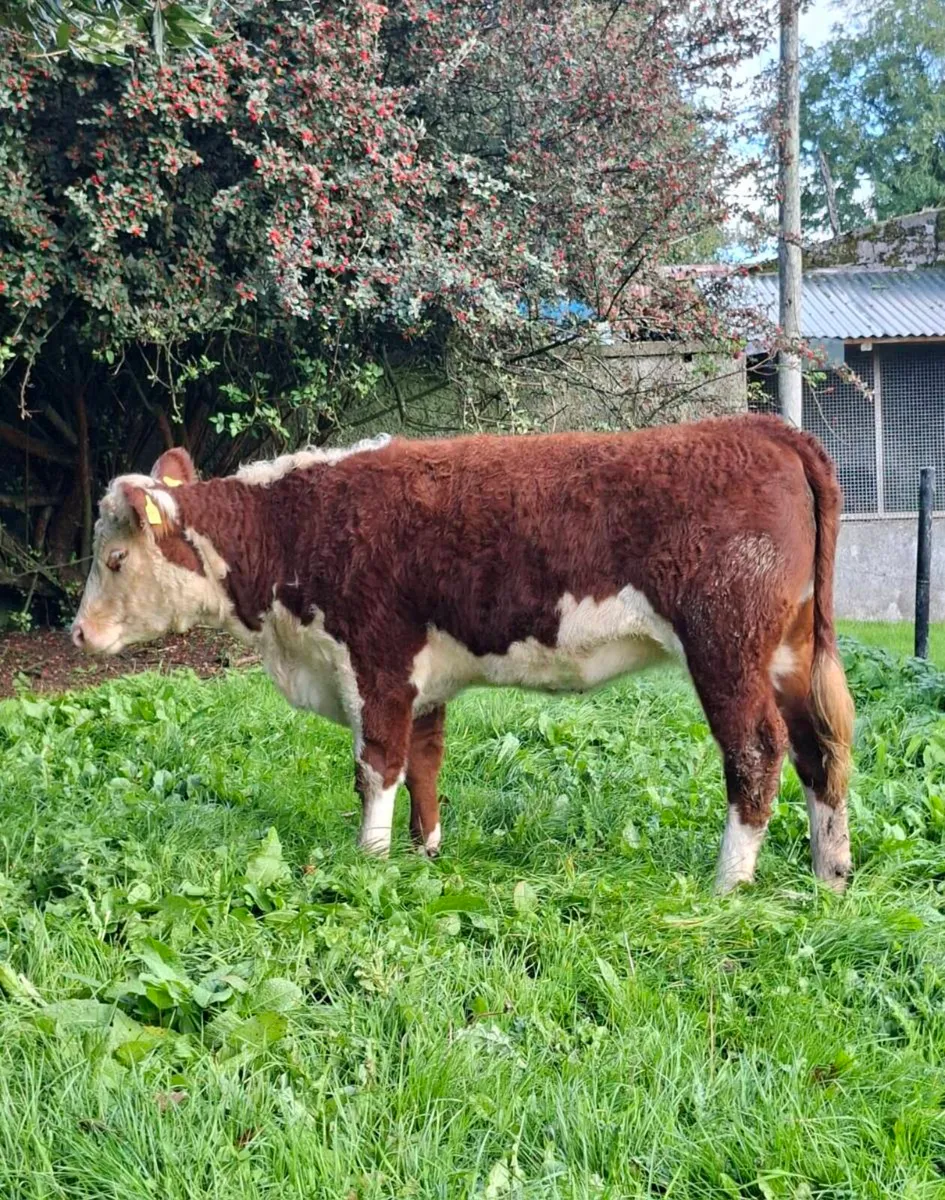 Pedigree Hereford Heifers - Image 4