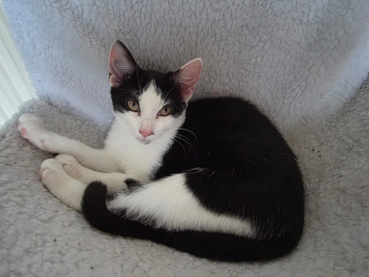 Kitten - Image 4
