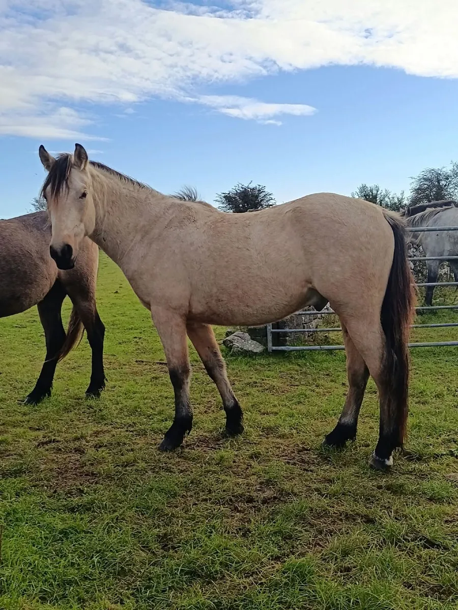 10 fully registered connemara geldings - Image 2