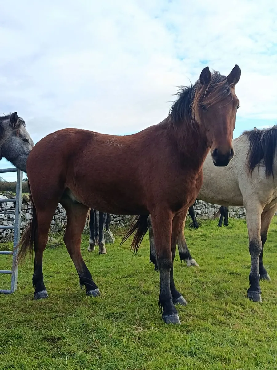 10 fully registered connemara geldings - Image 3