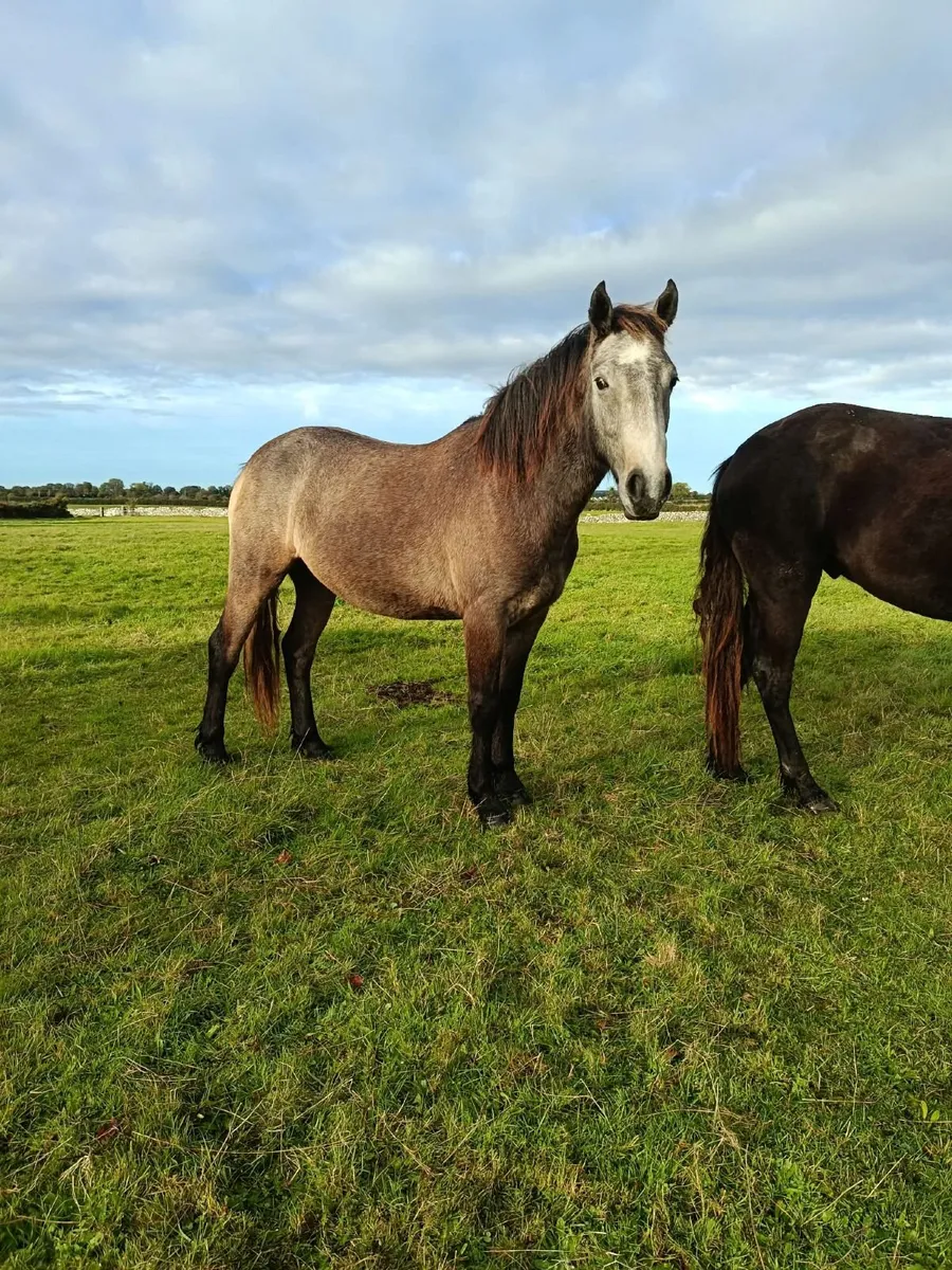 10 fully registered connemara geldings - Image 4