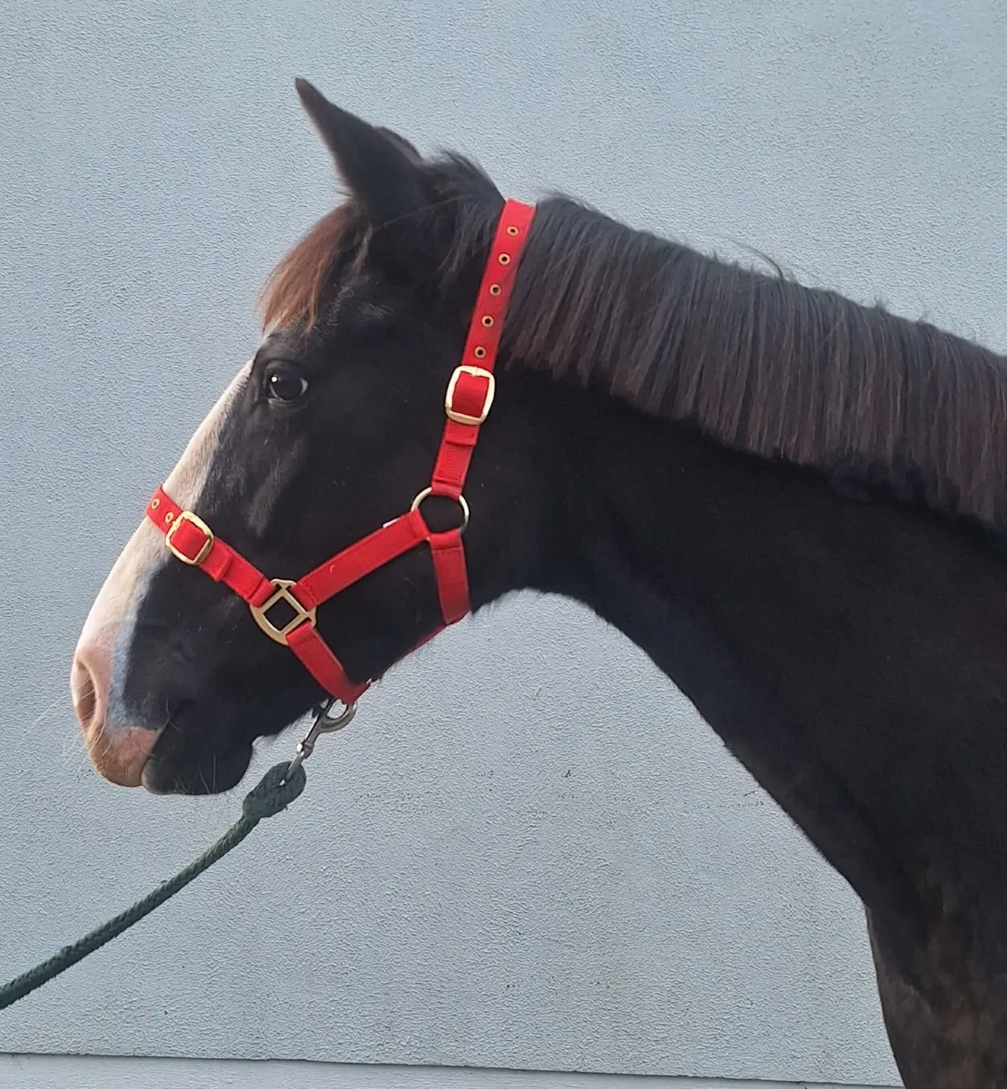 5yr old Filly - Image 2