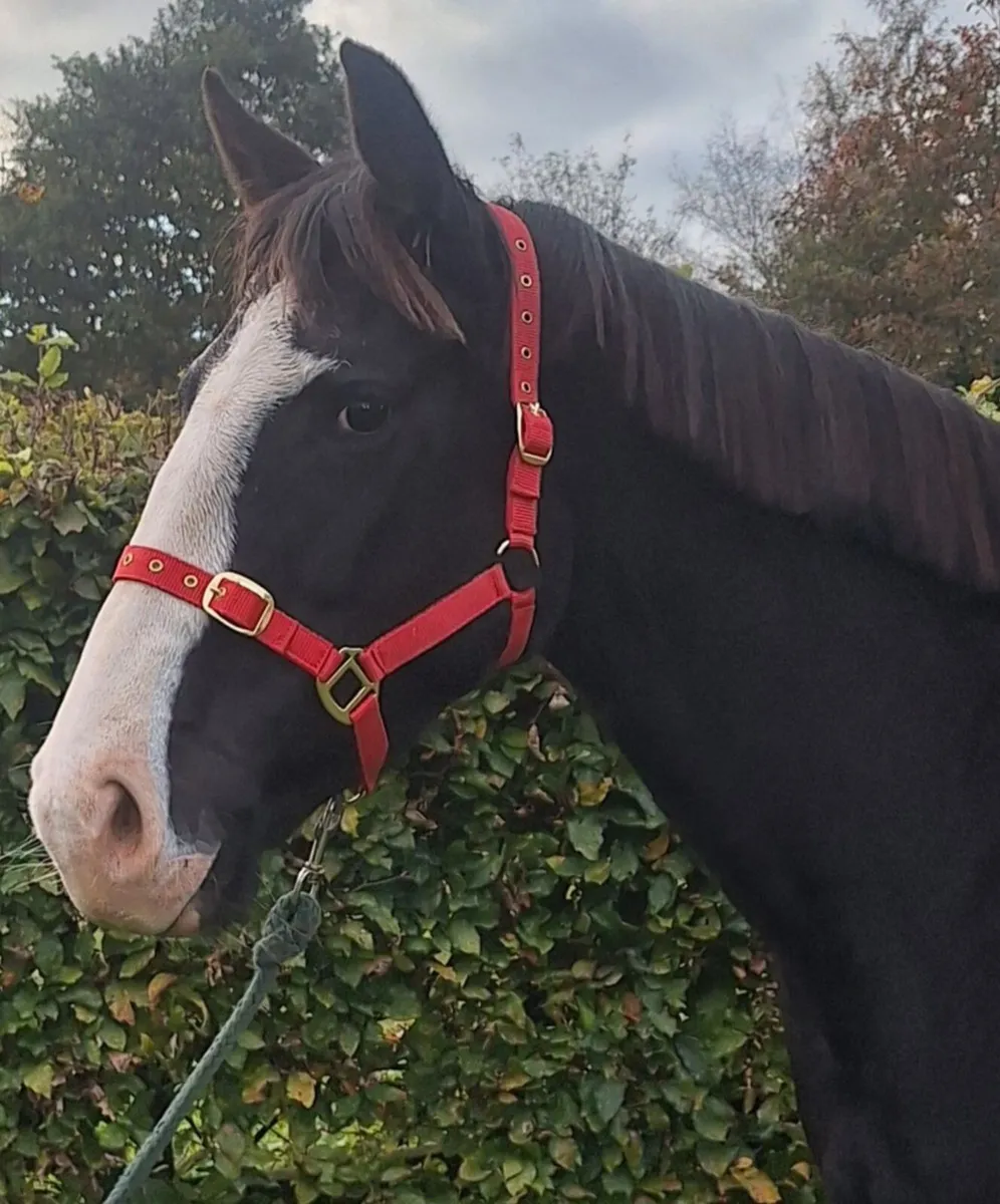 5yr old Filly - Image 1