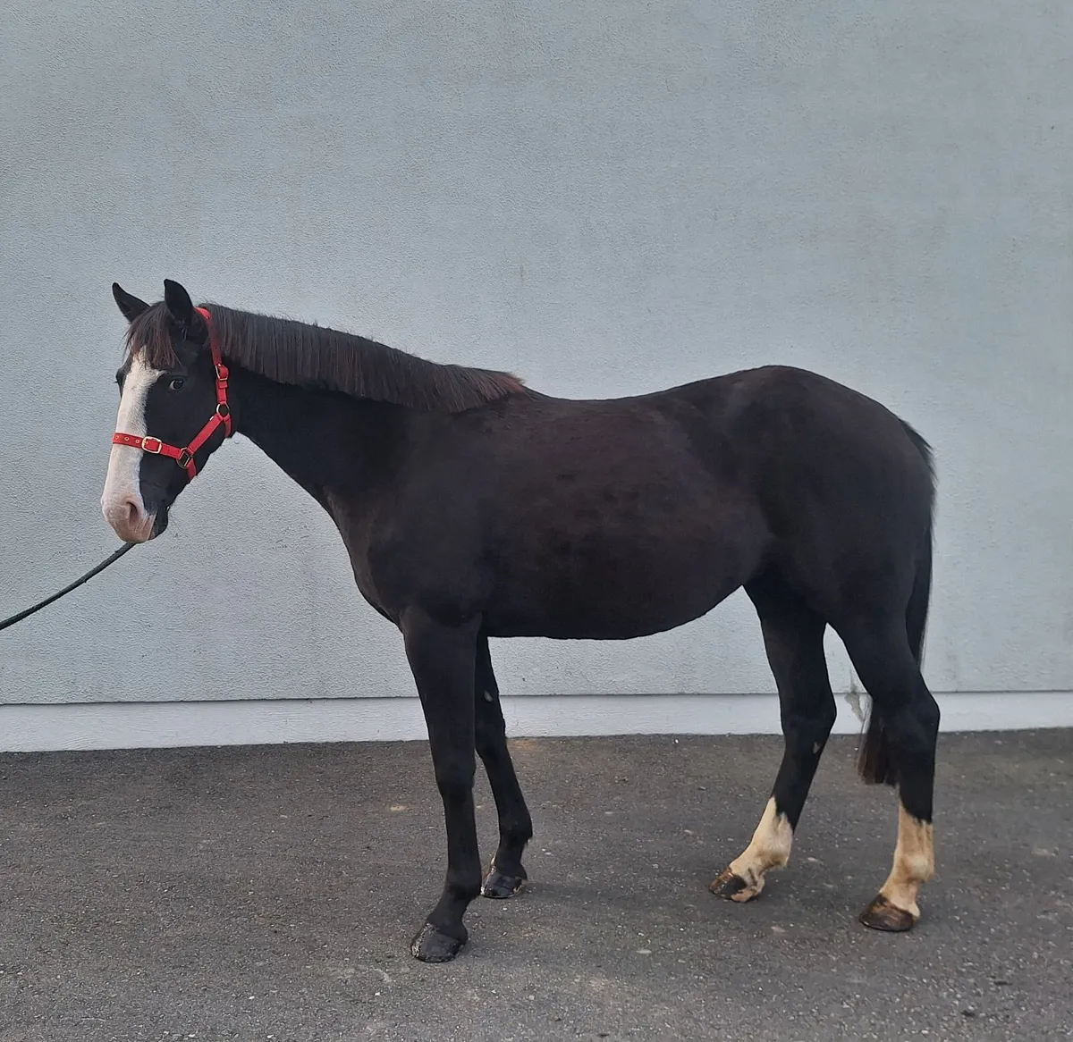 5yr old Filly - Image 4
