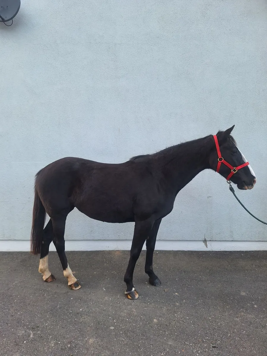 5yr old Filly - Image 3