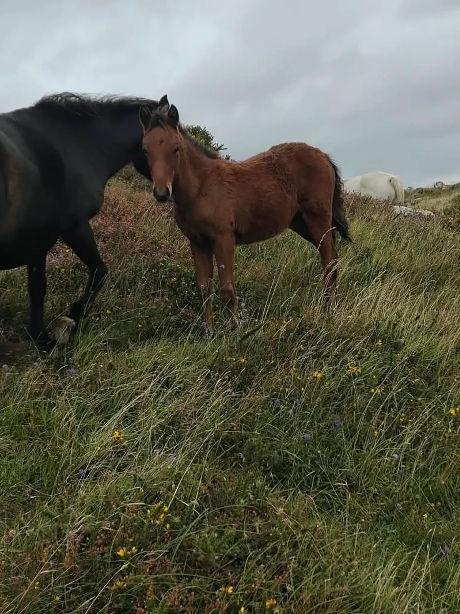 Two Connemara Colt Foals - Image 2