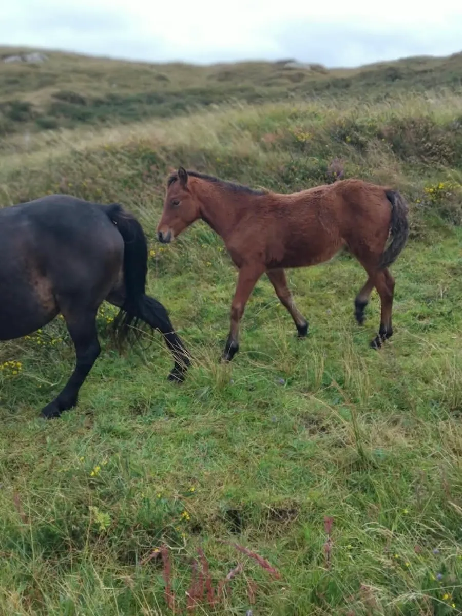 Connemara Colt Foal - Image 4