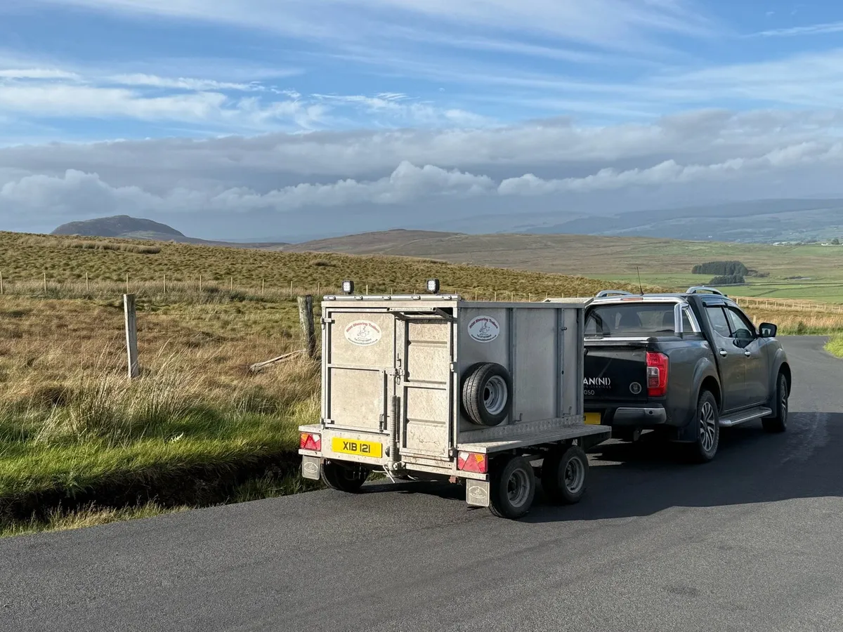 Sheep scanning - Image 1