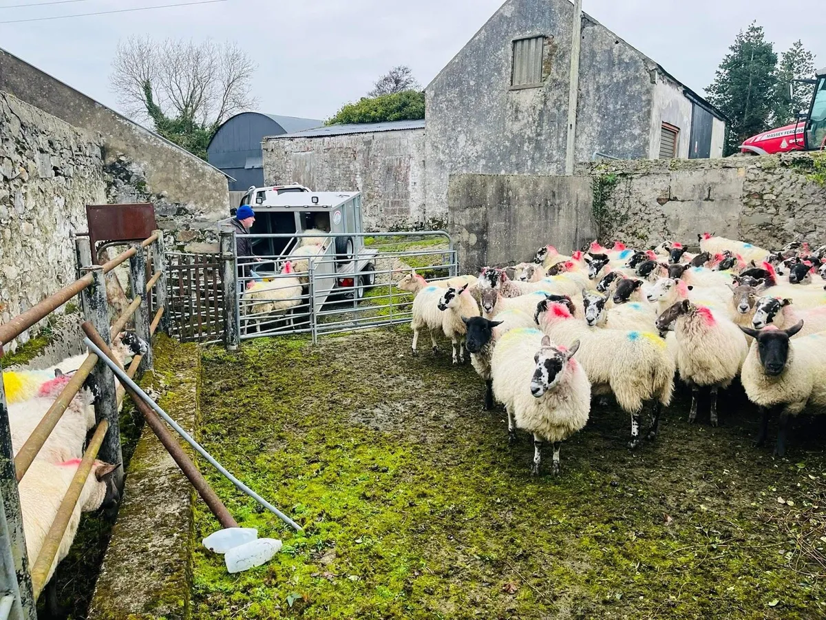 Sheep scanning - Image 3