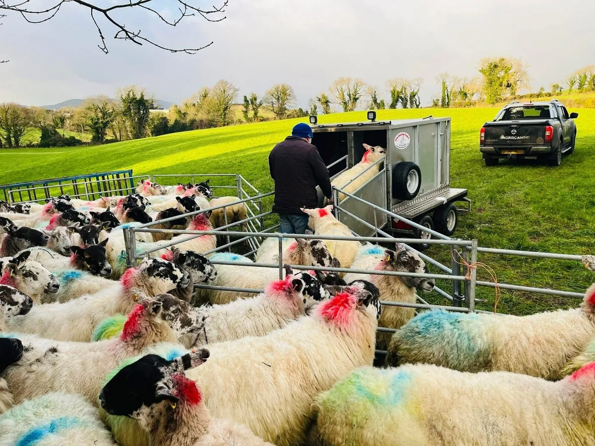 Sheep scanning - Image 4