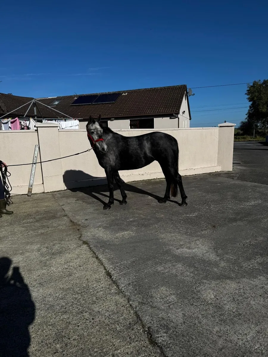 Pony - Image 1