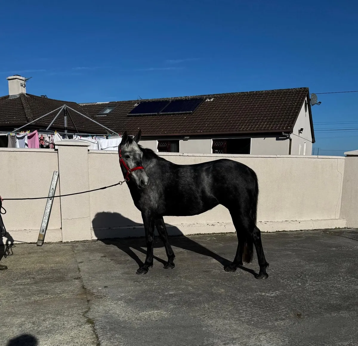 Pony - Image 2