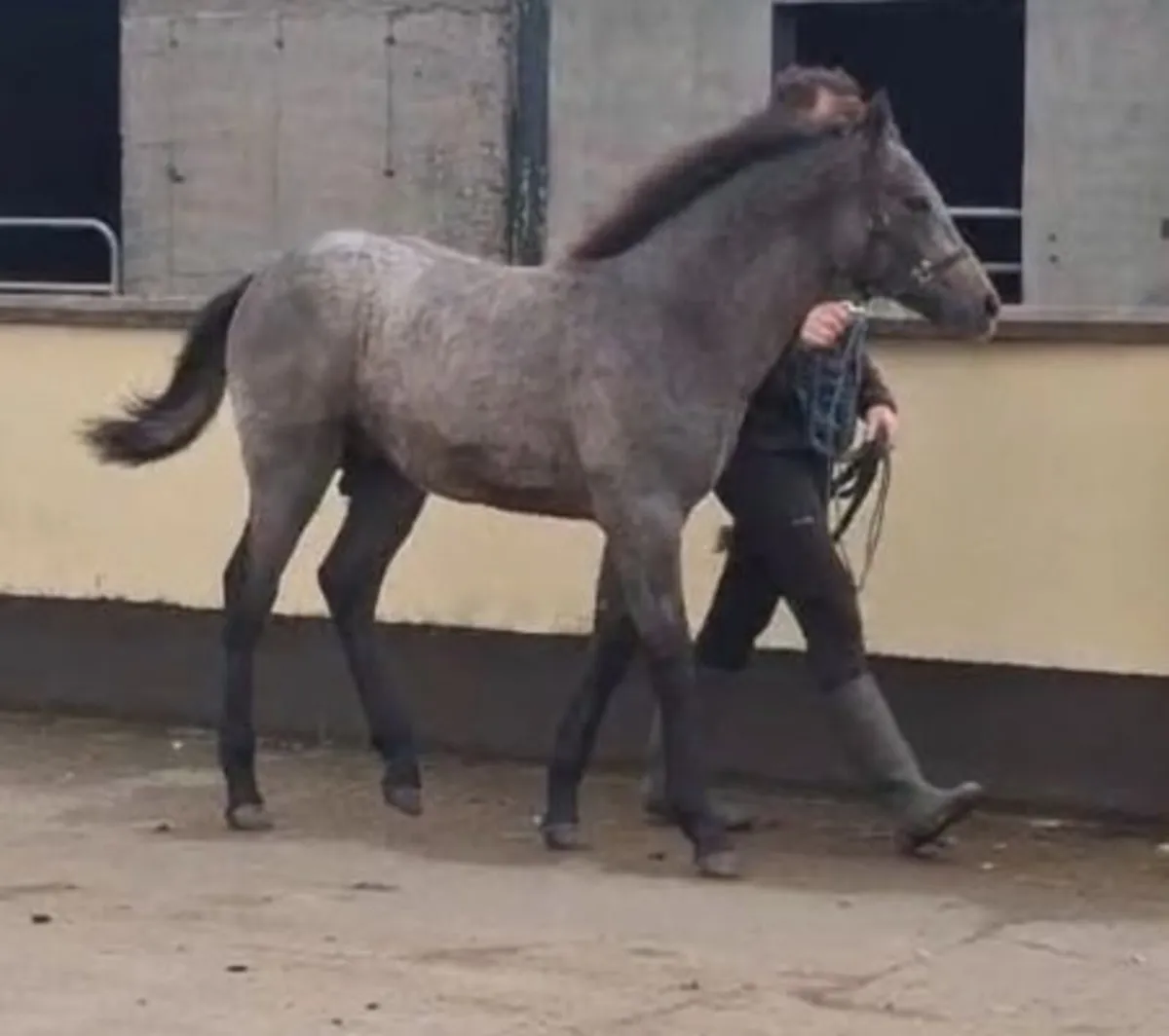 Connemara Colt Foal - Image 4