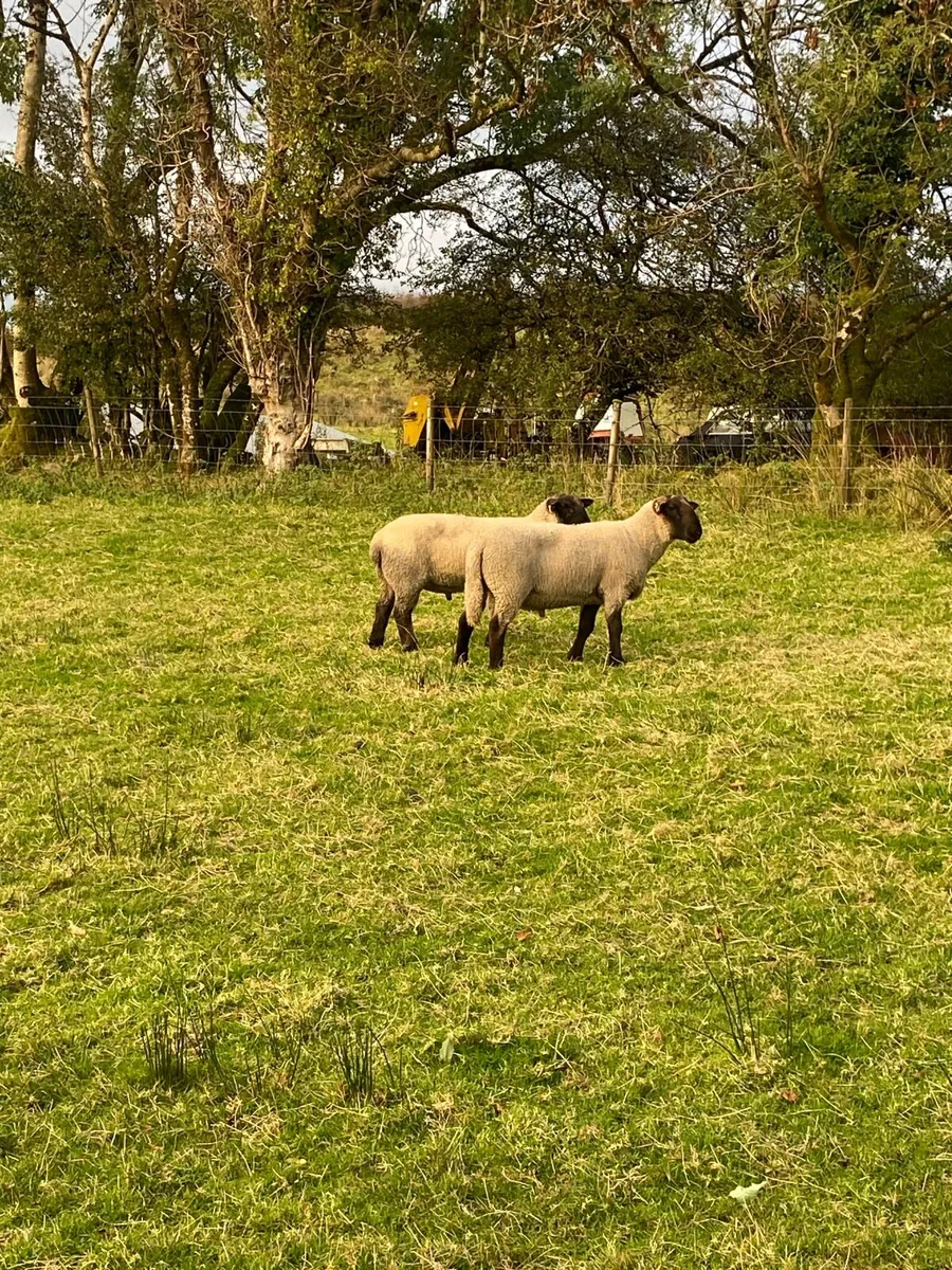 Hogget rams - Image 1