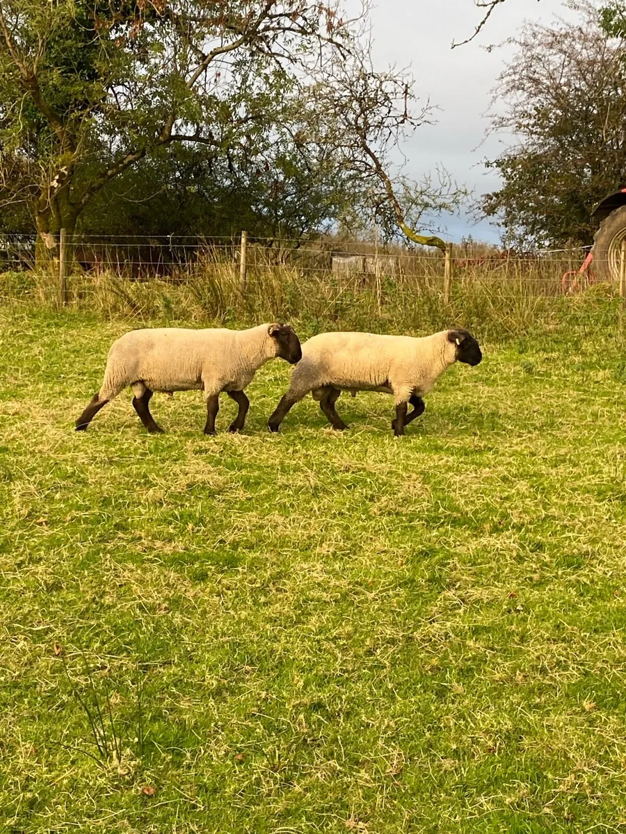 Hogget rams - Image 2