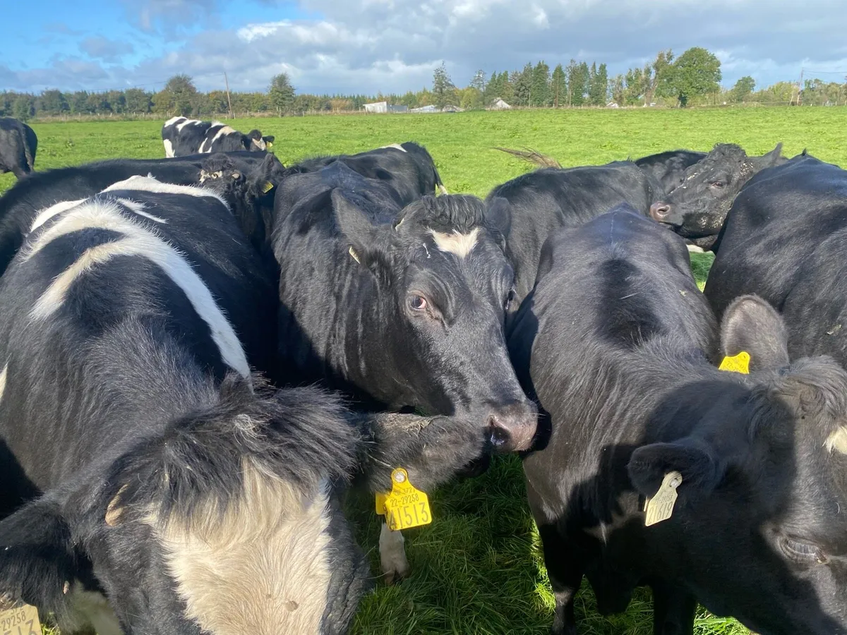 In calf dairy heifers - Image 3