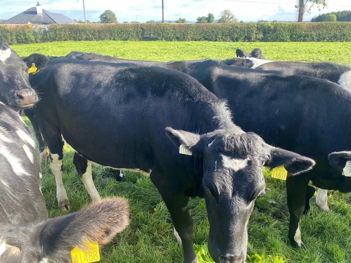 In calf dairy heifers - Image 4