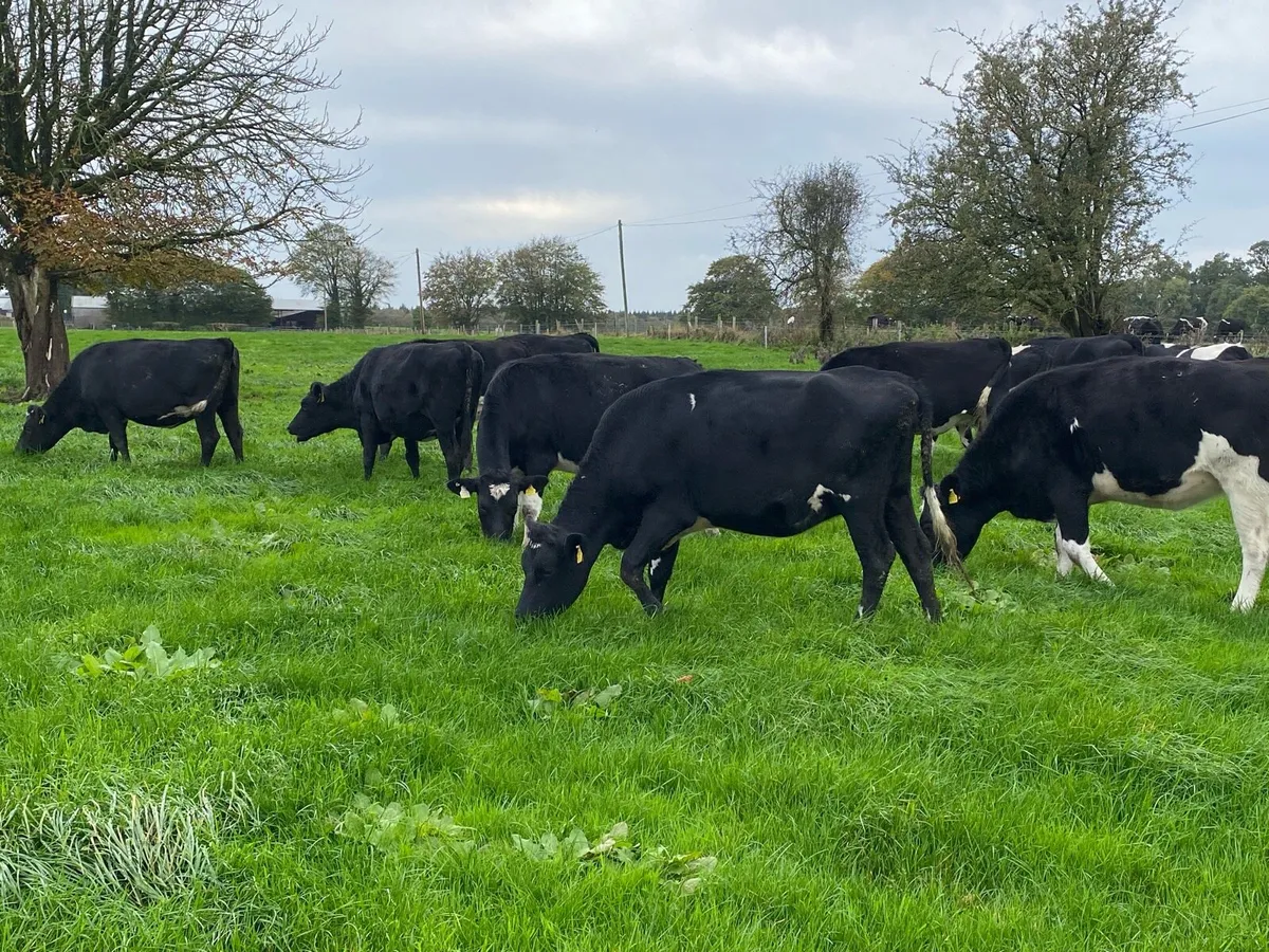 In calf dairy heifers - Image 2