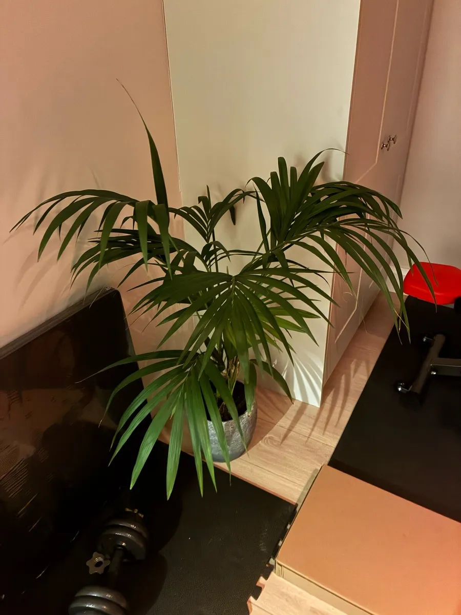 Lovely Indoor Palm Looking for a New Home 🌿 - Image 1