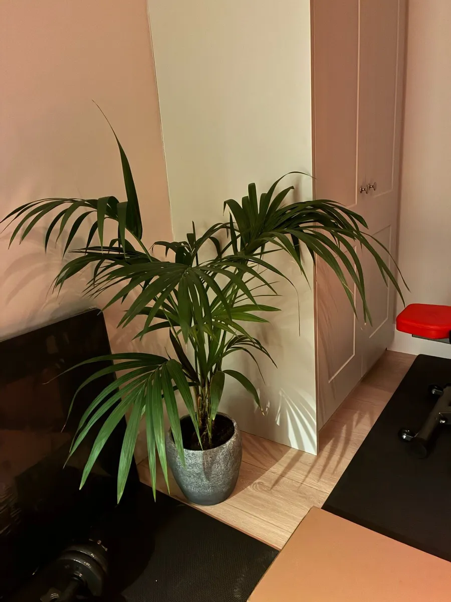 Lovely Indoor Palm Looking for a New Home 🌿 - Image 2