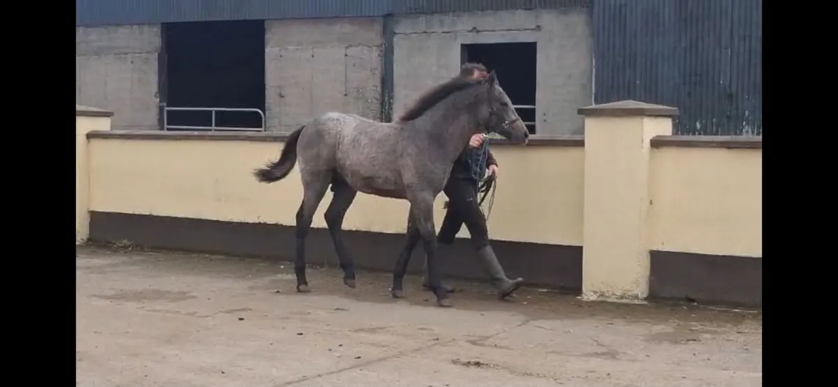 Connemara Colt Foal - Image 1